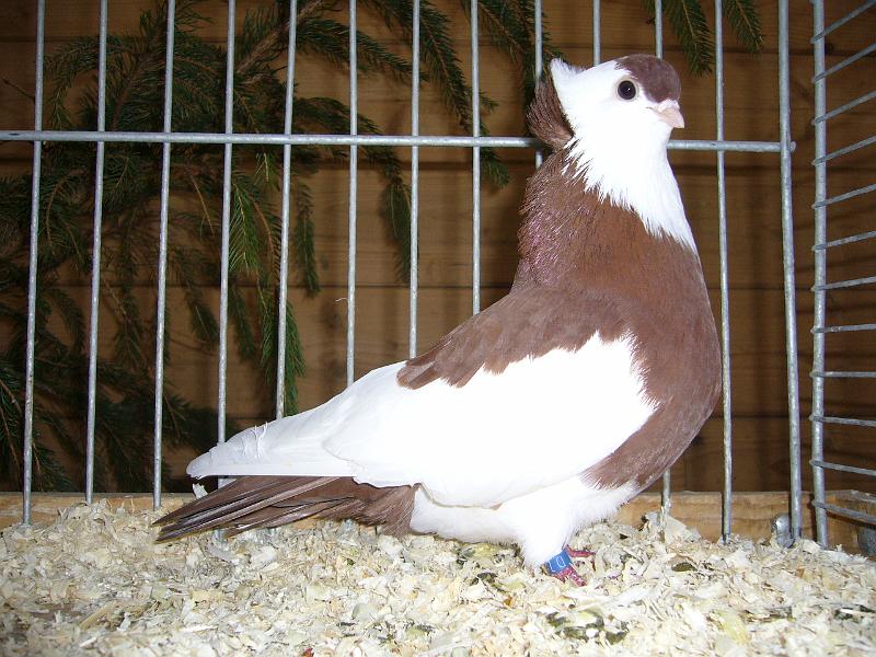 Kreisschau Coesfeld 2008 236.jpg - Felegyharzaer Tümmler rot-geganselt von Manfred Tekaat Preis V97 SE